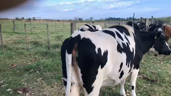 Lote 5 Vacas gordas de INR