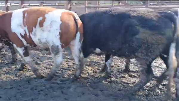 Lote 40 Novillo Gordo en Los Ángeles, VIII Región Biobío
