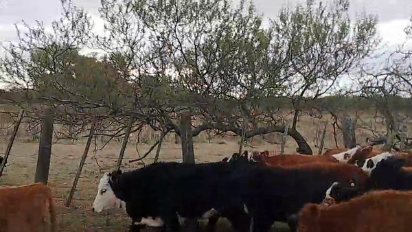 Lote 65 TERNS HEMBRAS, IBICUY, PCIA. ENTRE RIOS