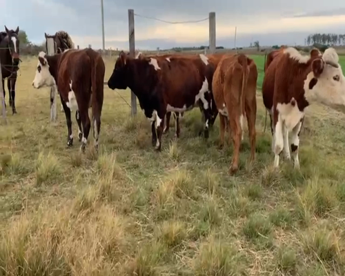 Lote VACAS ENTORADAS