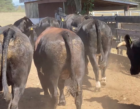 Lote 20 Novillo Gordo en Osorno, X Región Los Lagos