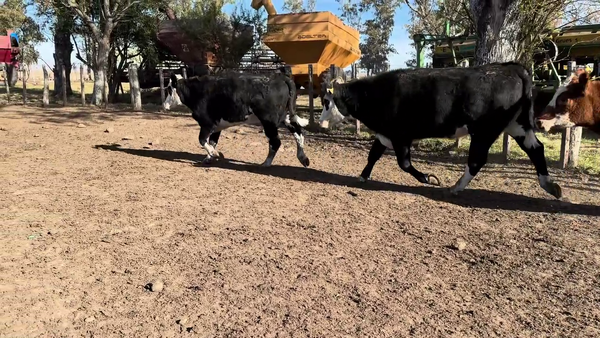 Lote VACAS Y VAQUILLONAS