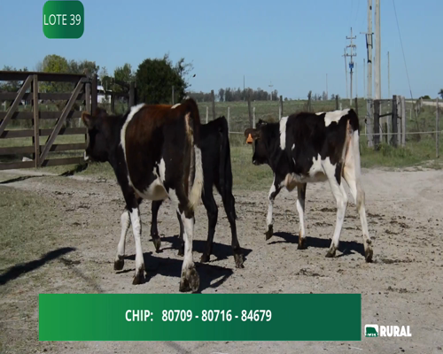 Lote TERNERAS KIWI