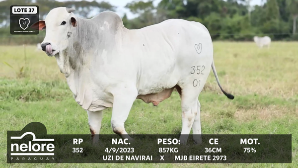Lote LOTE 37