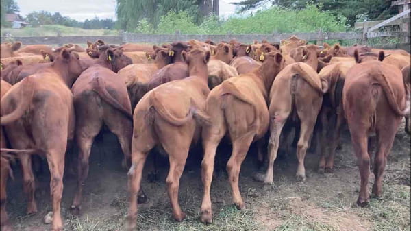 Lote 57 Vaquilla Engorda en Río Negro, X Región Los Lagos