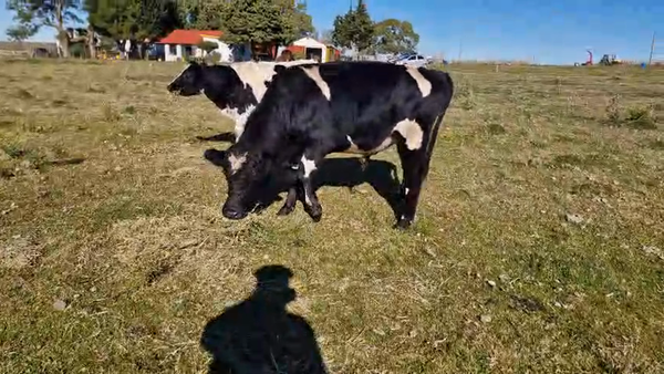Lote Terneros Cruza en Mundo Azul