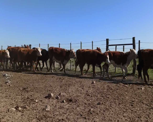 Lote Terneras