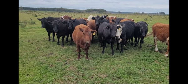 Lote 25 Vacas de invernar en Villa Elisa, Entre Ríos