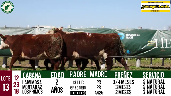 Lote VAQUILLONAS PURAS REGISTRADAS CON GARANTÍA DE PREÑEZ