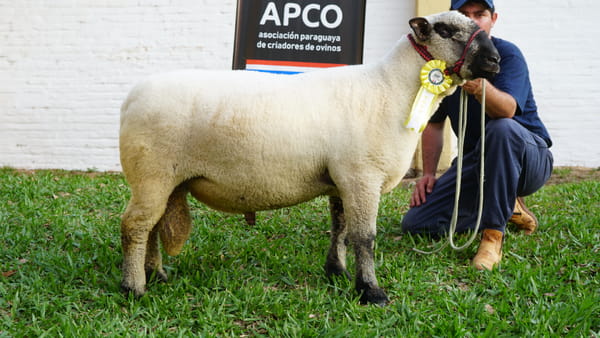 Lote Hampshire Down Expo Internacional 2022 - Lote 20