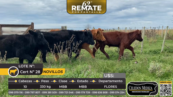 Lote 10 Novillos en, Puntas del Sarandí- a 10 km de Trinidad, Flores