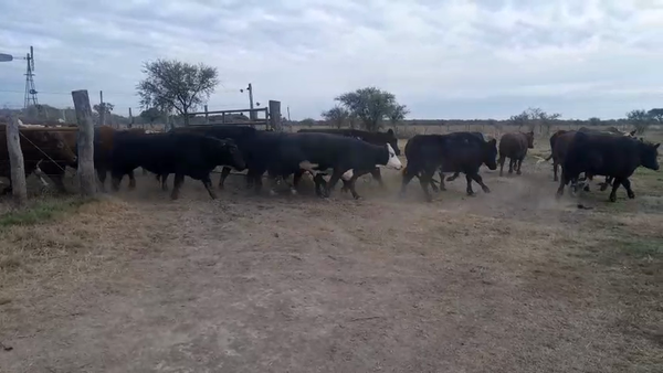 Lote 30 Novillos Cruzas Británicas en Calchaquí, Santa Fe