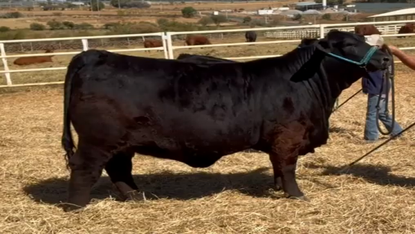 Lote PACK 5 EMBRIONES SHE'S MAIN PROJECT X JAQUE MATE