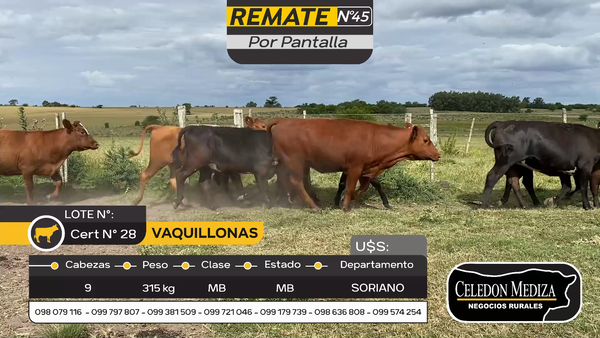 Lote 9 Vaquillonas  en Otra Localidad, Soriano
