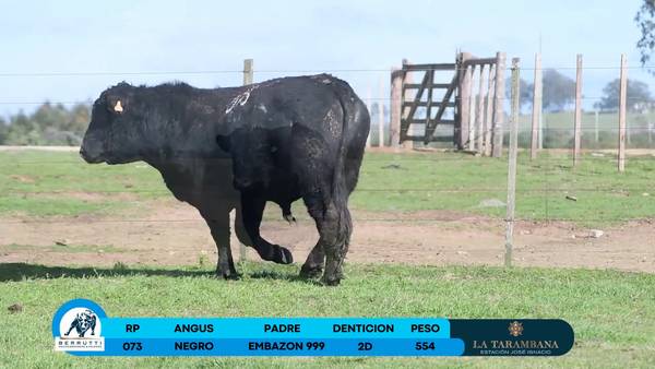 Lote Toro