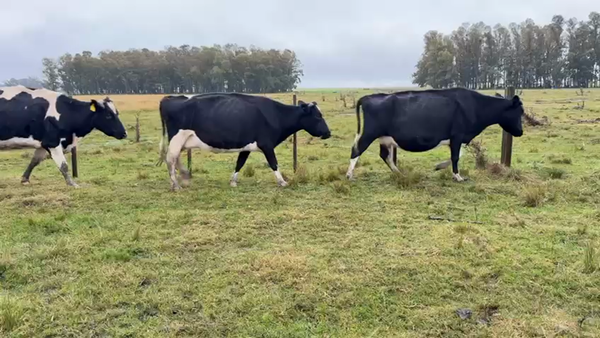 Lote VACAS DE INVERNADA