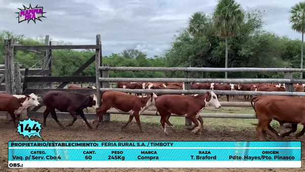 Lote LOTE 144