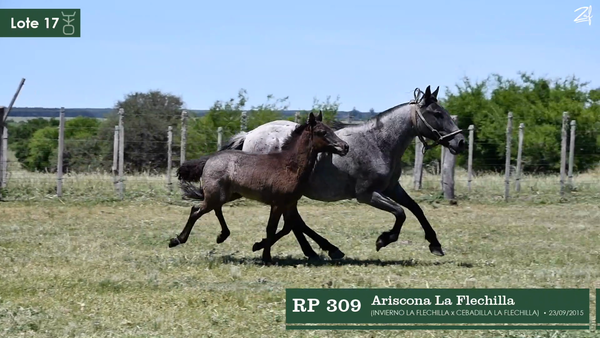 Lote Ariscona La Flechilla