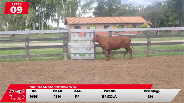 Lote LOTE 9
