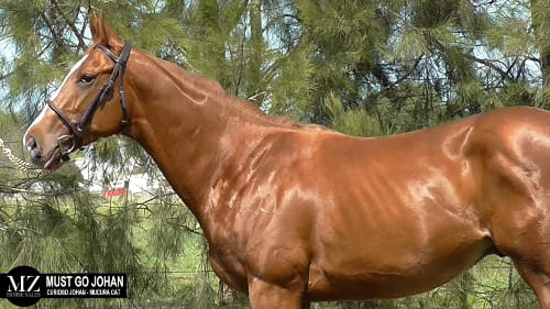 Lote MUST GO JOHAN (CURIOSO JOHAN - MUSCURA CAT)