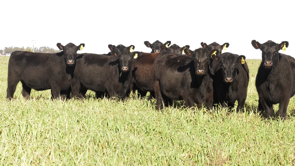 Lote VAQ. ANGUS NEGRAS  PC C/GTÍA DE PREÑEZ