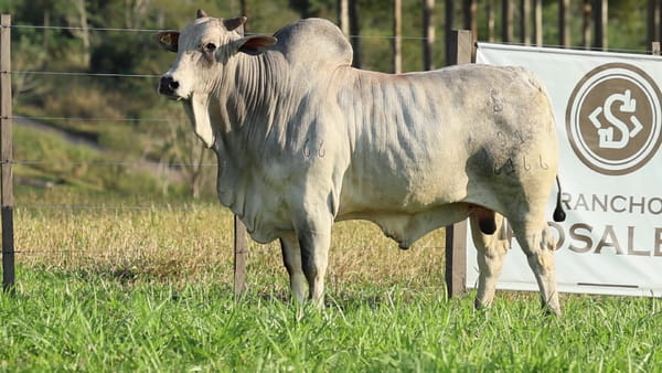 Lote LOTE 58
