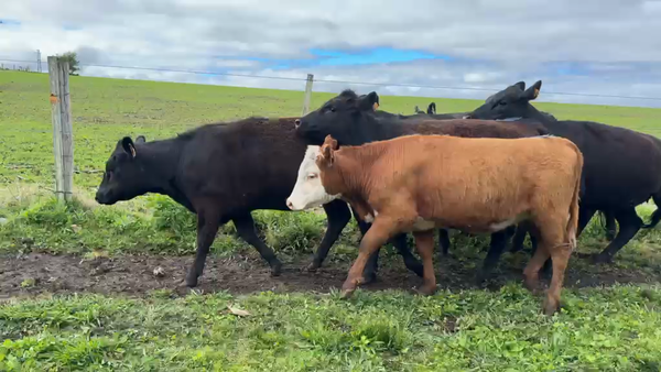 Lote VAQUILLONAS 1 a 2 AÑOS