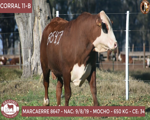 Lote Toro Braford Cabaña El Retiro