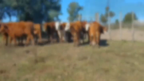 Lote 13 Terneras 4 HE - 3 HE/ RA - 1 HE/ BR - 5 ANGUS 168kg -  en RODO