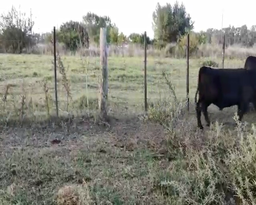 Lote 65 Terneros en Brandsen, Buenos Aires
