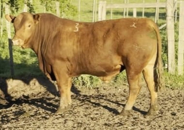 Lote PLANTEL X HEREJE