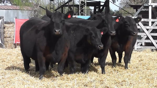 Lote VAQUILLONAS GENERALES CON GARANTÍA DE PREÑEZ