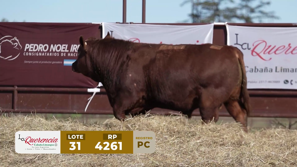Lote TORO PC