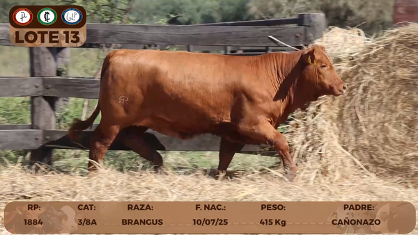 Lote LOTE 13