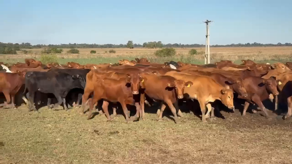 Lote 220 Vaquillonas en Corrientes, Virasoro