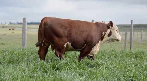 Lote POLLED HEREFORD