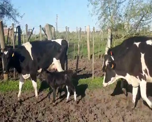 Lote 5 Vaquillonas  HOLANDO 400kg - , San José