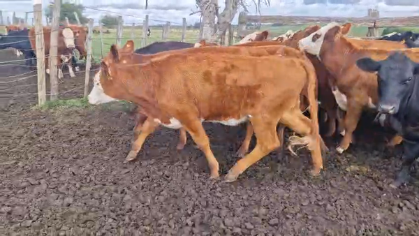 Lote 22 Novillos, San José