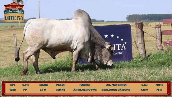 Lote LOTE 54