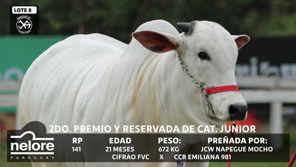 Lote LOTE 8 - BOZAL