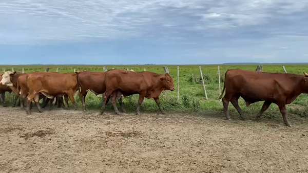 Lote 65 Novillos en San Miguel, Corrientes