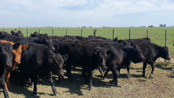 Lote 57 Terneros en Tandil, Buenos Aires