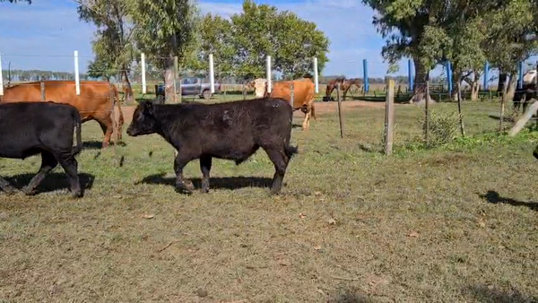 Lote 50 Terneros/as
