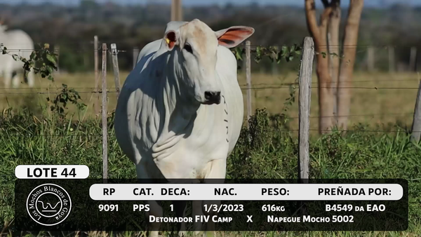 Lote LOTE 44