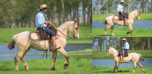 Lote EL GAVILÁN NENE MALO