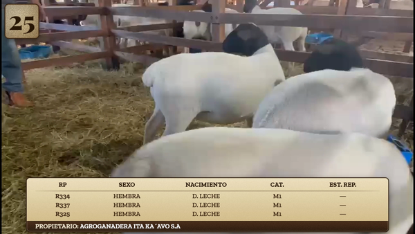 Lote LOTE 25