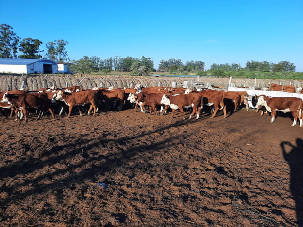 Lote SAENZ VALIENTE, BULLRICH Y Cia. S.A.