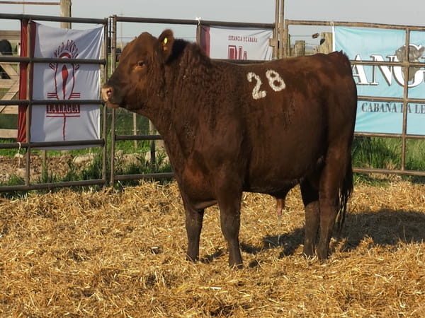 Lote TOROS ANGUS COLORADOS PC