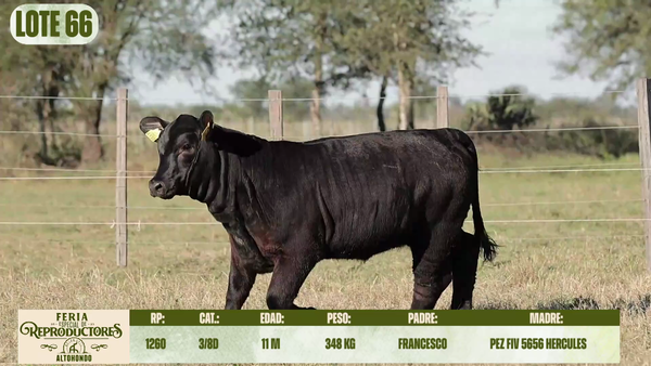 Lote LOTE 66