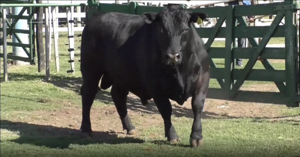 Lote Toro Aberdeen Angus Negro PP - RP790 - Cabaña El Mirador
